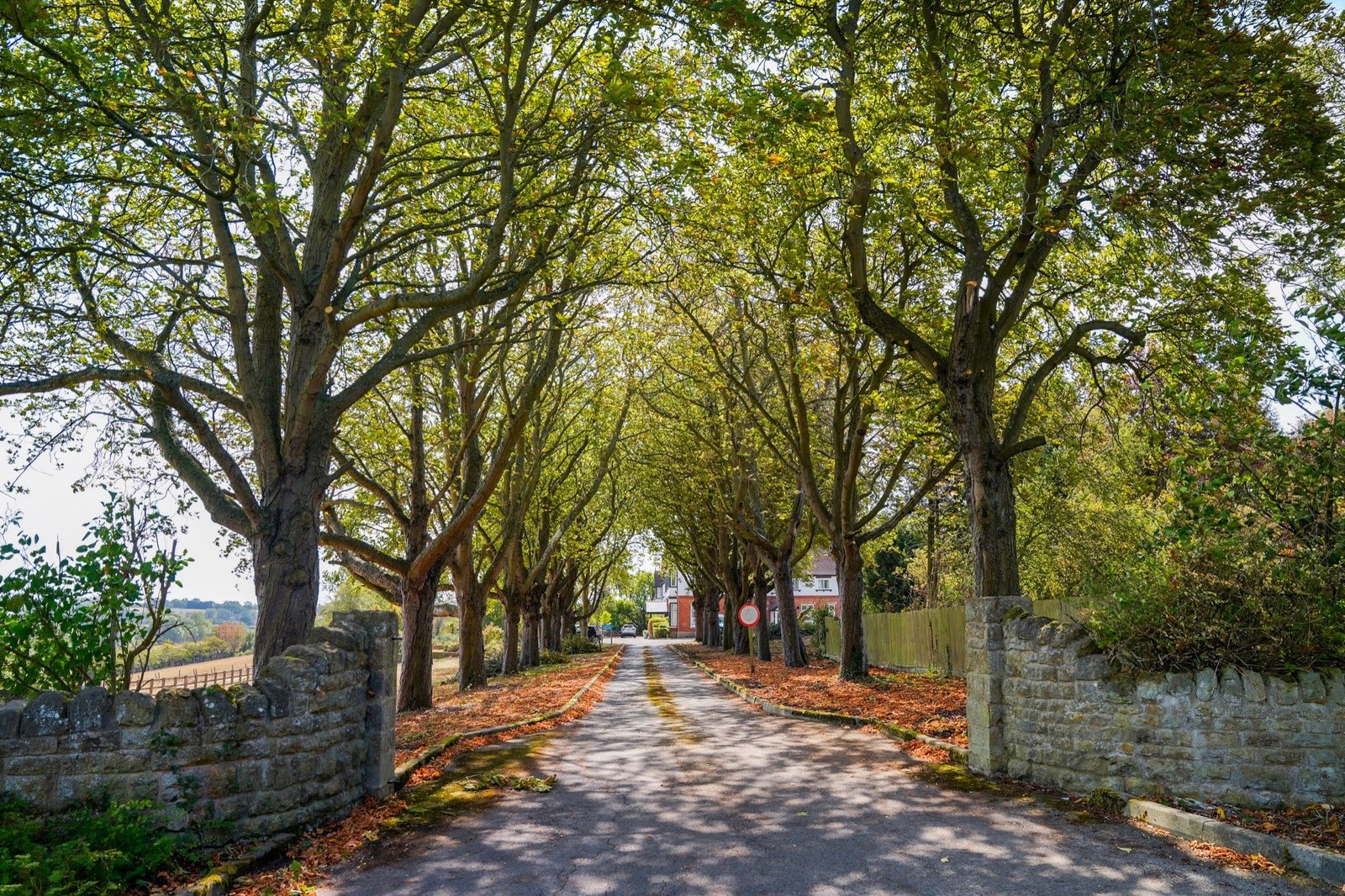 Tree-lined driveway leading up to the care home